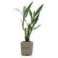4-Shoot Lucky Bamboo Plant in Ceramic Pot